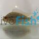 Flowerhorn Cichlid 
