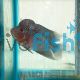Super Red Dragon Flowerhorn