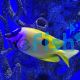 Foxface One Spot Rabbitfish - Small