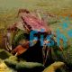 Freshwater Crab Darwin