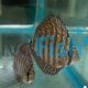 Galaxy Turquoise Discus