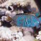 Male Zebra Angelfish