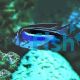 Female Bellus Swallowtail Angelfish