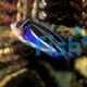 Female Bellus Swallowtail Angelfish - Genicanthus bellus 