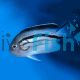 Angelfish Lamarck's - Small 