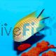 Male Angelfish Blackspot