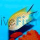 Female Angelfish Black Spot
