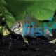 Geophagus Red Horseface 4cm