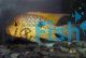 Geophagus Braziliensis Pearl Horseface 3.5cm