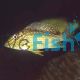 Geophagus Green Horseface 