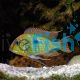 Tapajos Orange Head 
