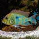 Tapajos Orange Head