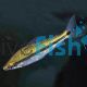 Giant Banded Pencilfish