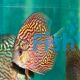 Giant Flora Turquoise Discus 5cm