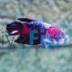 Male Giant Koi Plakat Halfmoon