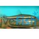 Glittering Pencilfish