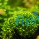 Glossostigma 5cm Pot 