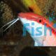 Goatfish Red Band