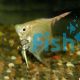 Gold Angelfish