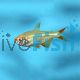 Gold Buenos Aires Tetra