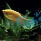 Golden Gourami 4cm