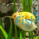 Gold Mystery Snail - Jumbo 