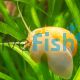 Gold Mystery Snail
