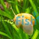Gold Mystery Snail