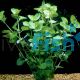 Gold Pennywort Bunch