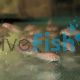 Corydoras Neon Gold Stripe 