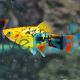Gold Variatus Platy