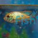 Golden Dwarf Cichlid