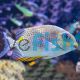 Golden Rabbitfish - Medium