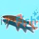 Rainbow Shark