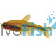 Golden Silver Tip Tetra 3.5cm