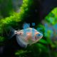Golden Black Widow Tetra