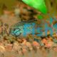 Golden Dwarf Cichlid 