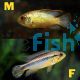 Golden Dwarf Cichlid