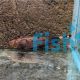 Golden Ghost Knife Fish 10cm
