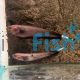 Golden Ghost Knife Fish