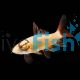 Golden Shark - Albino Rainbow