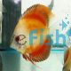 Golden Red Discus