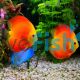 Golden Sunset Discus 