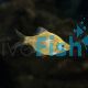 Golden Tiger Barb