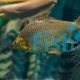Golden Tinfoil Barb 5cm