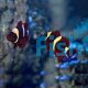 Goldstripe Maroon Clownfish 