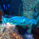 Green Birdmouth Wrasse - Medium