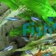 Green Neon Tetra 3cm