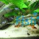 Green Neon Tetra 