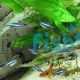 Green Neon Tetra 